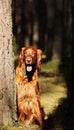 Seter dog on a walk Royalty Free Stock Photo