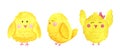 Seth cute, yellow, easter chickens.