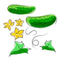 Seth of green cucumber, leaves and flowers. Line drawing graphic illustration. Isolated on white