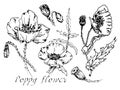 Seth poppy flower. Hand-drawn inflorescences and seed pods of a poppy flower. Outlines in black. Royalty Free Stock Photo