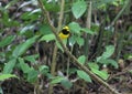 The curiosity of a male hooded warbler