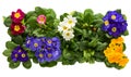 A sets of Primulas from above