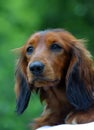 Setter dog Royalty Free Stock Photo