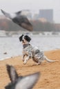 The setter dog hunts the doves on the beach Royalty Free Stock Photo