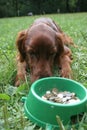 Setter (dog) with money Royalty Free Stock Photo