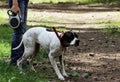 Setter Dog Point preys on pigeons in the park, making the rack Royalty Free Stock Photo