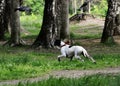 Setter Dog Point preys on pigeons in the park, making the rack Royalty Free Stock Photo