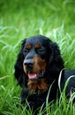Gordon Setter Dog, Portrait of Adult in Long Grass