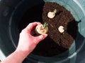 Setting Epicure potatoes in a pot - container gardening Royalty Free Stock Photo