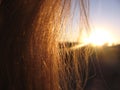 The setting evening sun shines through women hair Golden rays shines through the hairs