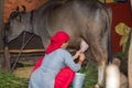 Setting mature women during milking a buffalo