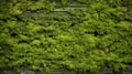 setting moss green background Royalty Free Stock Photo