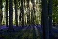 Setting sun casting long shadows through a bluebell beech wood Royalty Free Stock Photo