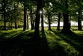 Setting Sun casting shadows through a spinney of trees Royalty Free Stock Photo