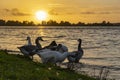 During the setting sun, the geese take the time to drink from the water of lake Zoetermeerse plas Royalty Free Stock Photo