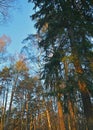 The forest air is transparent and fresh, through the forest tent you can see the most beautiful blue autumn sky.