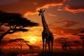 Setting sun illuminates a transformed landscape with a giraffe herd