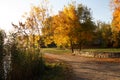 Trees in fall foliage. Autumn. Track and trees.