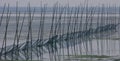 Fishing nets in the lake