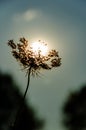 Flower against the setting sun. The setting sun lies on an umbrella of a plant. Pastel colors Royalty Free Stock Photo