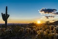 The setting sun lights up the cholla cactus Royalty Free Stock Photo