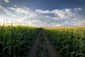 Setting sun over corn field and dirt road, Midwest, USA Royalty Free Stock Photo