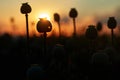 Setting sun over a poppy field Royalty Free Stock Photo