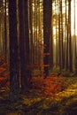 The setting sun in a pine forest. Yellow warm light