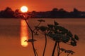 The setting sun seems to float on the flowers of the Common hogweed, Heracleum sphondylium, along lake Zoetermeerse Plas during a Royalty Free Stock Photo