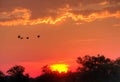 Brilliant Sunset Silhouettes Geese and Trees