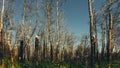 Setting sun shines on dead pine trees burnt in a forest fire concept consequences of forest fires Royalty Free Stock Photo