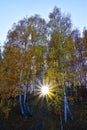 The sun shines into the lens in the autumn birch forest Royalty Free Stock Photo