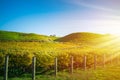 Setting sun shining over autumn vineyeard during golden hour sunset. Green rolling hills behind rows of grapevines Royalty Free Stock Photo