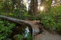 Setting sun shining through trees on fallen log across stream Royalty Free Stock Photo