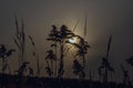 Setting sun in stalks of dry grass Royalty Free Stock Photo