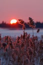 Reeds and the setting sun Royalty Free Stock Photo