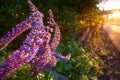 Sunlight illuminate lupine flower near road after rain Royalty Free Stock Photo