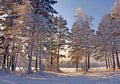 The setting winter sun paints the forest in strange shades of pink