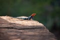 a settler dragon sunbathes, kenya, africa