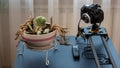 Setup for taking macro photos of small plants at home