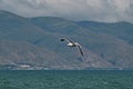 Sevan`s seagull fly Royalty Free Stock Photo