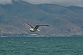 Sevan`s seagull fly Royalty Free Stock Photo