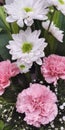 Sevanti white flower & Carnation pink flowers blooming