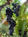 Sevastopol home, without preservatives, grapes Royalty Free Stock Photo