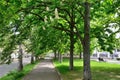 Sevastopol, shady chestnut alley on the street of Suvorov