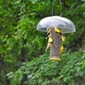 Seven American Goldfinches Birds Enjoy Nyjer Seeds Or Thistles Seeds From A Bird Feeder With Green Foliage