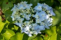 Seven-barks-Hydrangea macrophylla Royalty Free Stock Photo