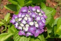 Seven-barks-Hydrangea macrophylla Royalty Free Stock Photo