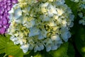 Seven-barks-Hydrangea macrophylla