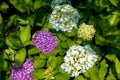 Seven-barks-Hydrangea macrophylla Royalty Free Stock Photo